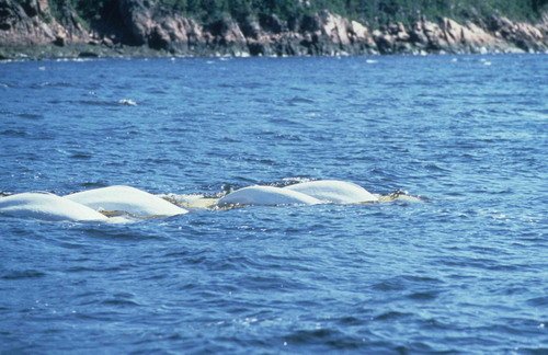 image bel_thenningsen2-jpg