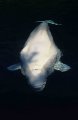 Beluga