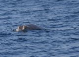 Blainvilles Beaked Whale