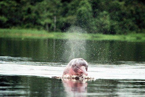 image bo_bwursig2-jpg