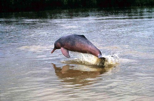 image bo_ftrujillo1-jpg