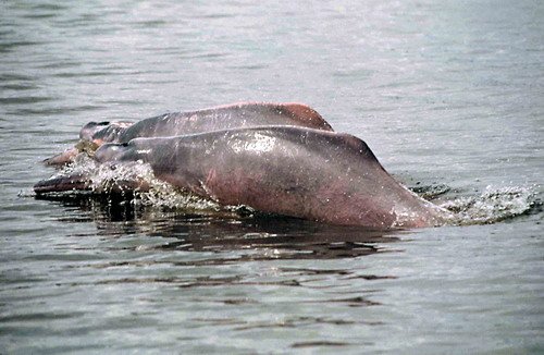 image bo_ftrujillo9-jpg