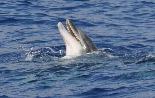 image bnd_bbrederlau2a-jpg