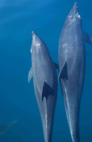 image bnd_cswann10-jpg