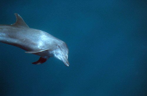 image bnd_cswann12-jpg