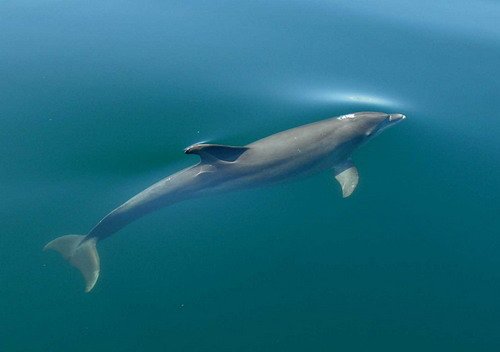 image bnd_dpowell247b-jpg