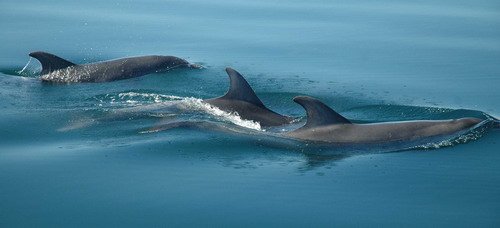 image bnd_dpowell268-jpg