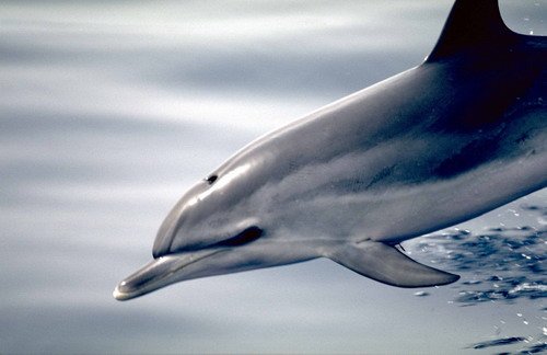 BND FRitter6 image bnd_fritter6-jpg