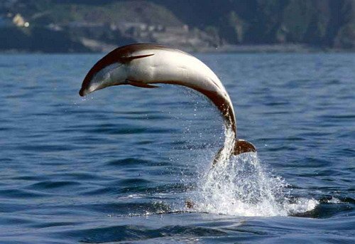 BND FUGARTE20 image bnd_fugarte20-jpg