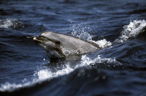 BND FUGARTE3 image bnd_fugarte3-jpg