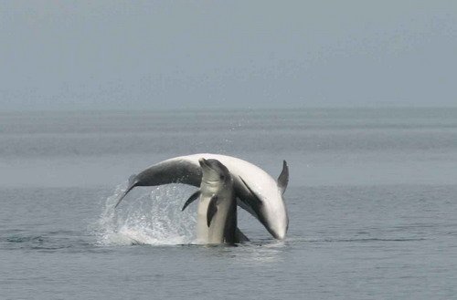 BND FUGARTE8 image bnd_fugarte8-jpg