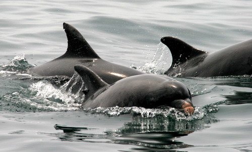 BND GPesante054a image bnd_gpesante054a-jpg