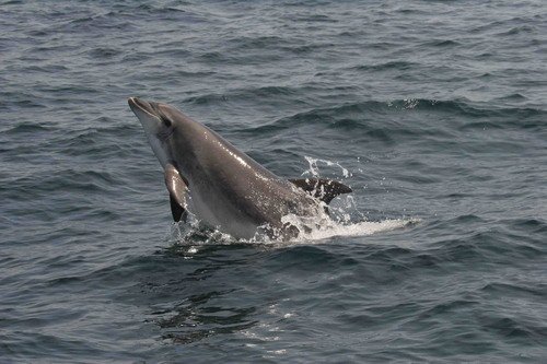 BND GPesante14 image bnd_gpesante14-jpg