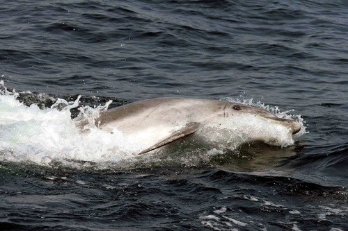 BND GPesante9 image bnd_gpesante9-jpg