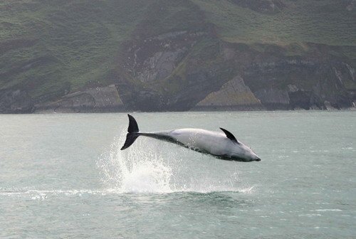 BND GVeneruso 622a image bnd_gveneruso_622a-jpg