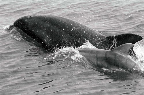 BND MBAINES6b image bnd_mbaines6b-jpg