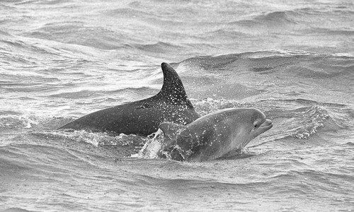 BND MBaines2a image bnd_mbaines2a-jpg