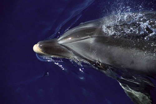 BND MREICHELT1 image bnd_mreichelt1-jpg