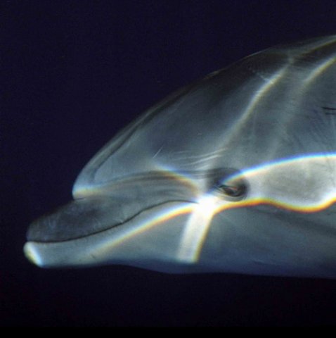 BND MREICHELT2 image bnd_mreichelt2-jpg