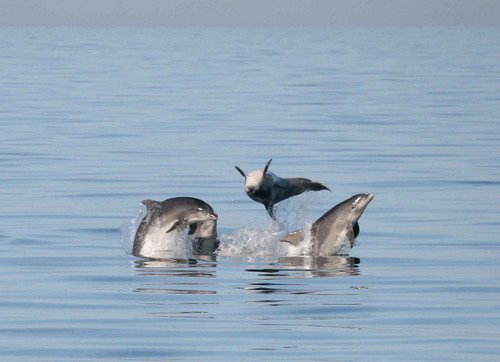 BND PAnderwald1687a image bnd_panderwald1687a-jpg