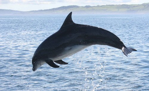 BND PAnderwald1771a image bnd_panderwald1771a-jpg