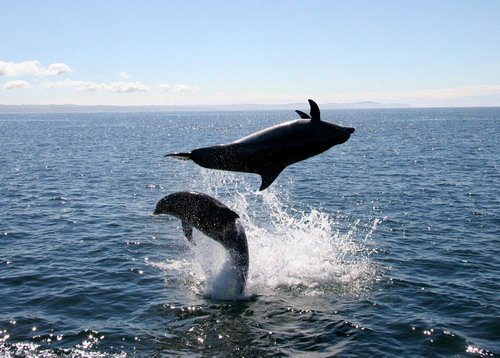 BND PAnderwald1922a image bnd_panderwald1922a-jpg