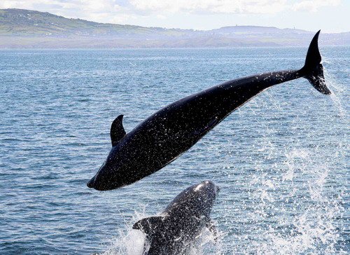 BND PAnderwald1928a image bnd_panderwald1928a-jpg