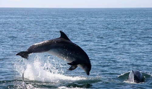 BND PAnderwald1947a image bnd_panderwald1947a-jpg