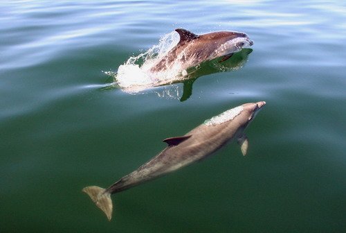 BND PAnderwald2275a image bnd_panderwald2275a-jpg