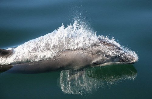 BND PAnderwald2344 image bnd_panderwald2344-jpg