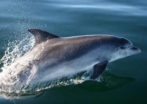 BND PAnderwald2453a image bnd_panderwald2453a-jpg