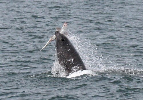 BND PAnderwald4279a image bnd_panderwald4279a-jpg