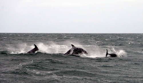 BND PAnderwald7732a image bnd_panderwald7732a-jpg