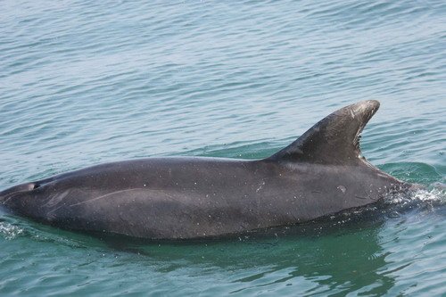 BND PAnderwald8186a image bnd_panderwald8186a-jpg