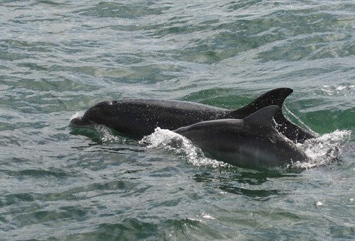 BND PAnderwald8535a image bnd_panderwald8535a-jpg