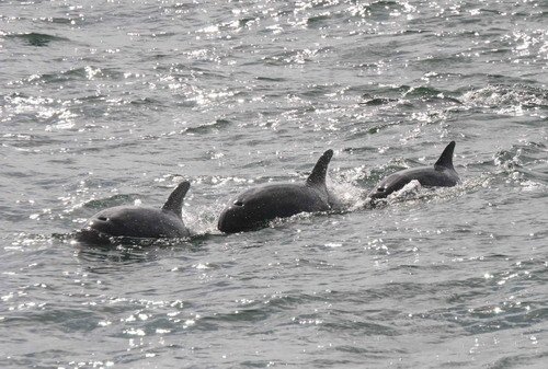 BND PAnderwald8560a image bnd_panderwald8560a-jpg