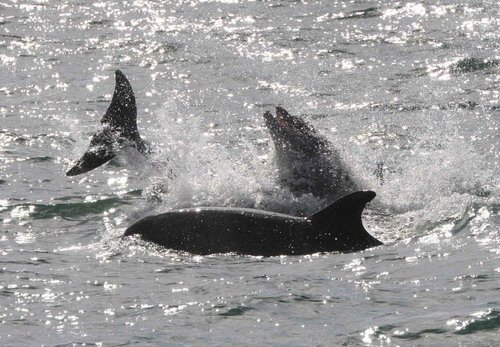 BND PAnderwald87071a image bnd_panderwald87071a-jpg