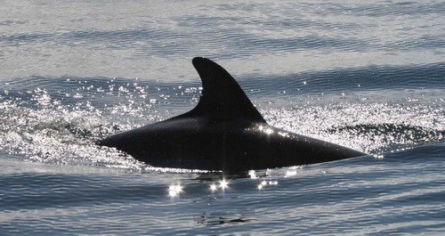 BND PAnderwald8707a image bnd_panderwald8707a-jpg