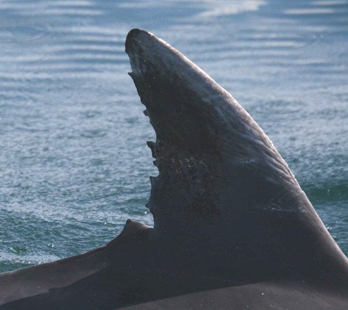 BND PAnderwald8709a image bnd_panderwald8709a-jpg