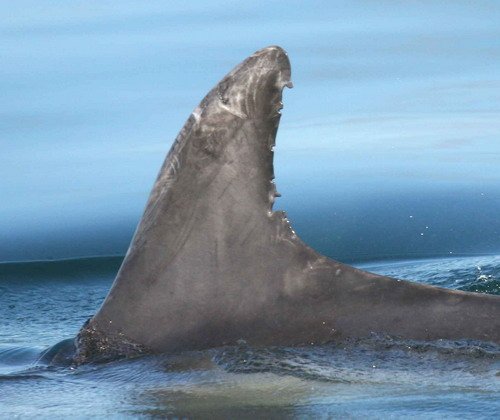 BND PAnderwald8753a image bnd_panderwald8753a-jpg