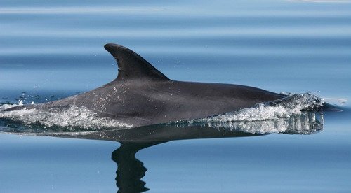 BND PAnderwald8806a image bnd_panderwald8806a-jpg