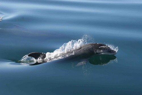 BND PAnderwald8814 image bnd_panderwald8814-jpg