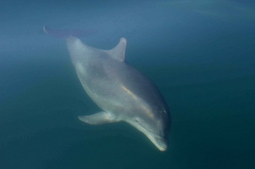 BND PAnderwald8817 image bnd_panderwald8817-jpg