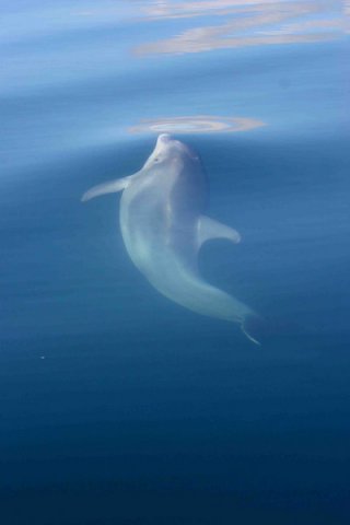 BND PAnderwald8990 image bnd_panderwald8990-jpg