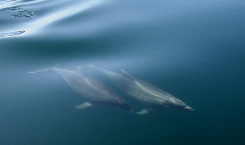 BND PAnderwald9011b image bnd_panderwald9011b-jpg