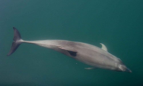 BND PAnderwald9012a image bnd_panderwald9012a-jpg