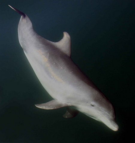 BND PAnderwald9044b image bnd_panderwald9044b-jpg