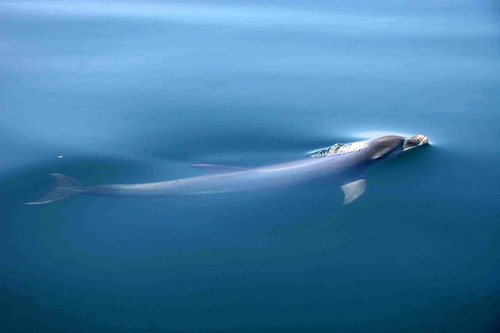 BND PAnderwald9055b image bnd_panderwald9055b-jpg