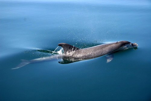 BND PAnderwald9057 image bnd_panderwald9057-jpg