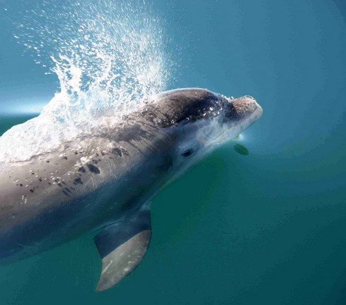 BND PAnderwald9065b image bnd_panderwald9065b-jpg